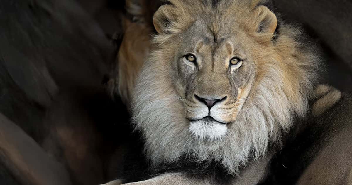 Zoo Uncorked at Brookfield Zoo