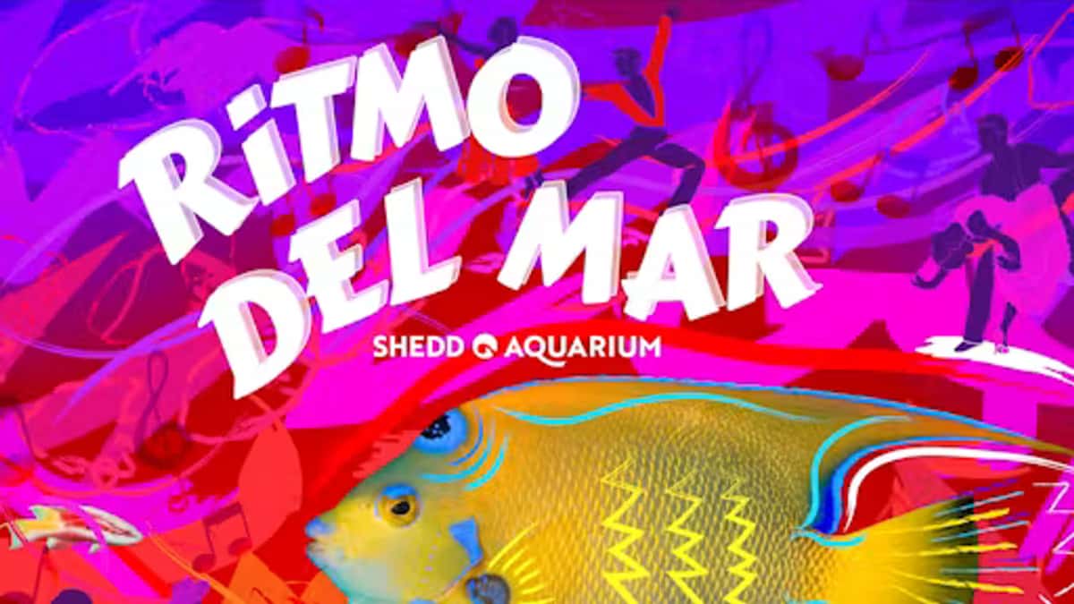 Ritmo del Mar at Shedd Aquarium
