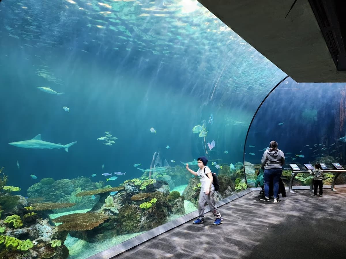 Shedd Aquarium 1
